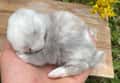 Lilac Magpie Holland Lop Buck